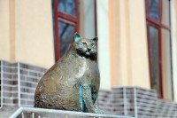 кошка базарина